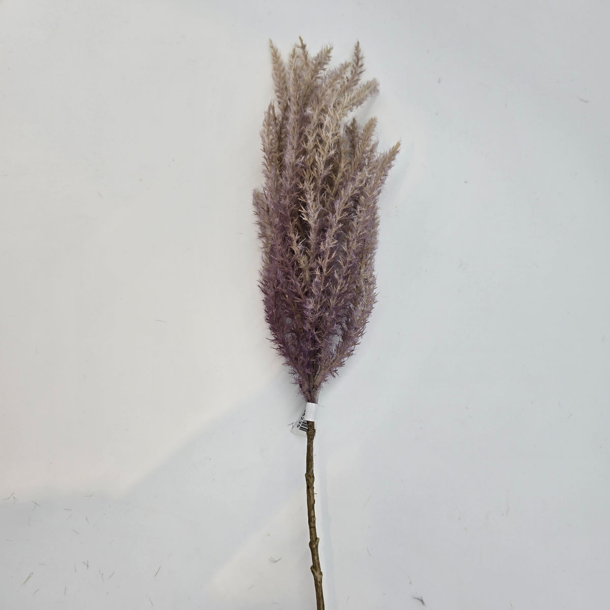 Reed Grass-36&quot; #fsg006