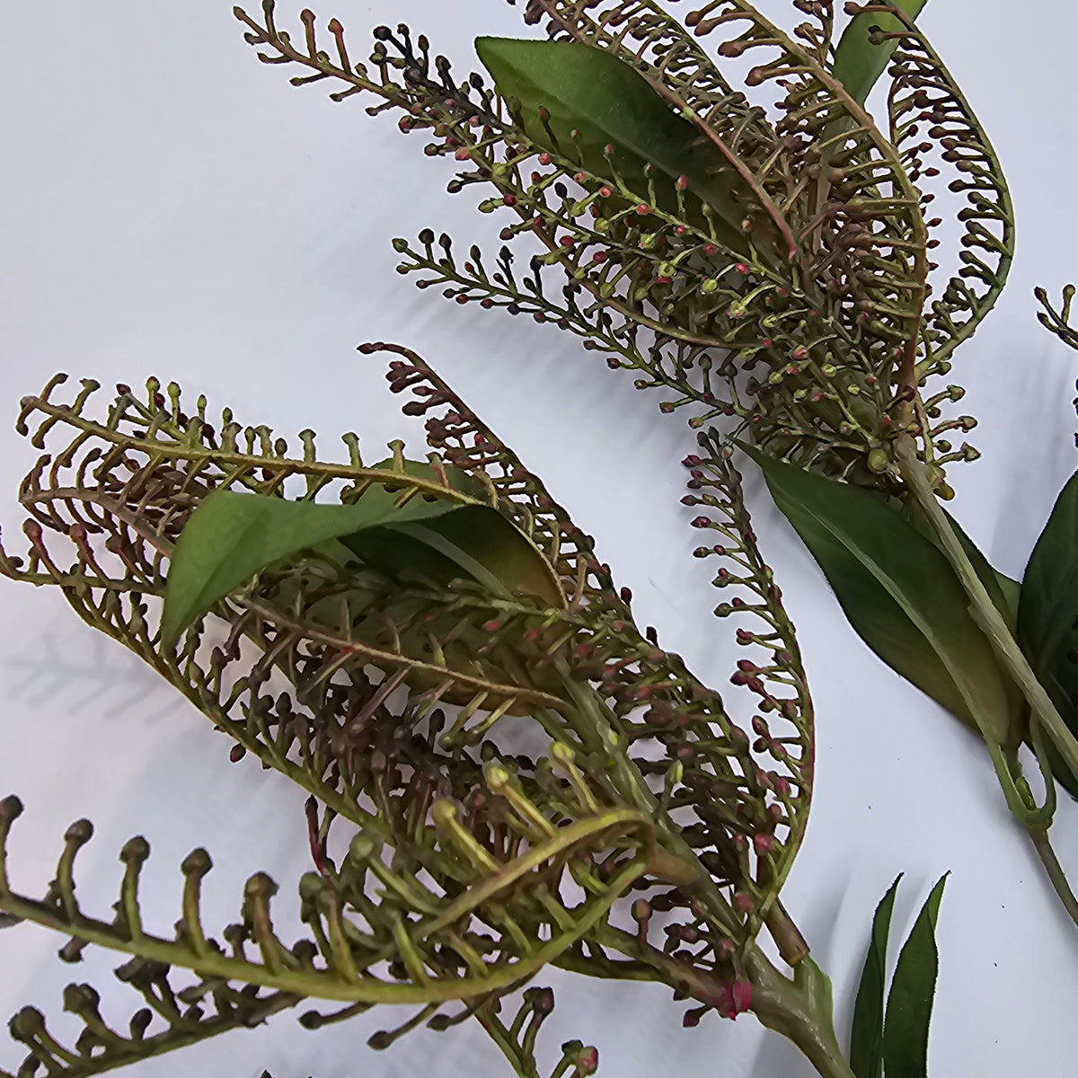 37&quot;PIERIS JAPONICA--#fsj535