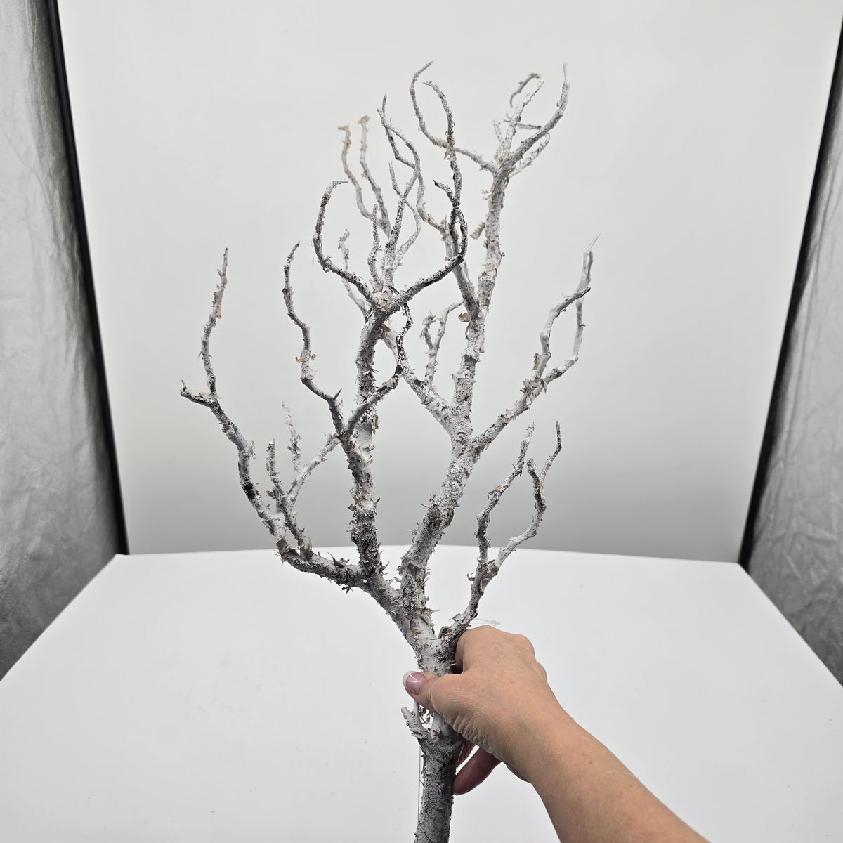 36&quot; Twig Spray--#Xaq527