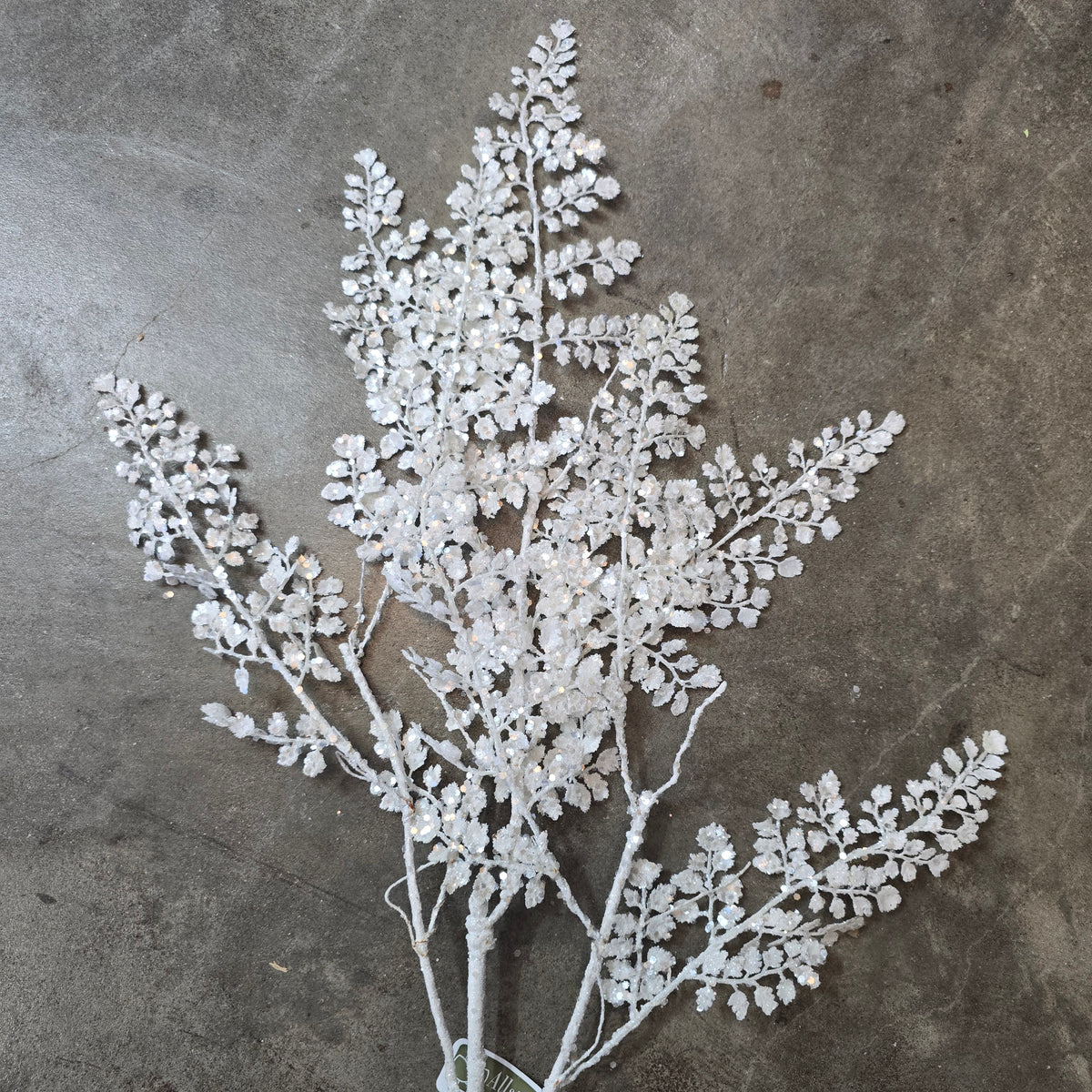 33&quot; Frosty Maidenhair Fern--#xas166