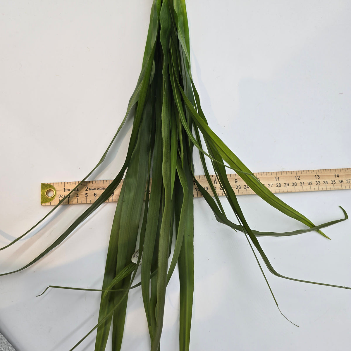 Ti Grass Stalk--#win97062