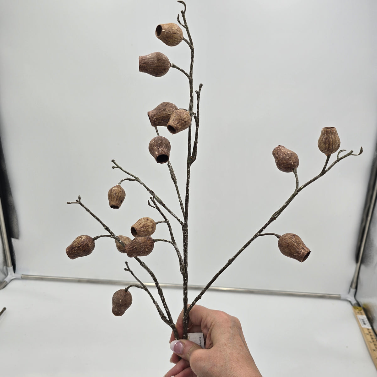 Eucalyptus Pod-34&quot; #fsp001