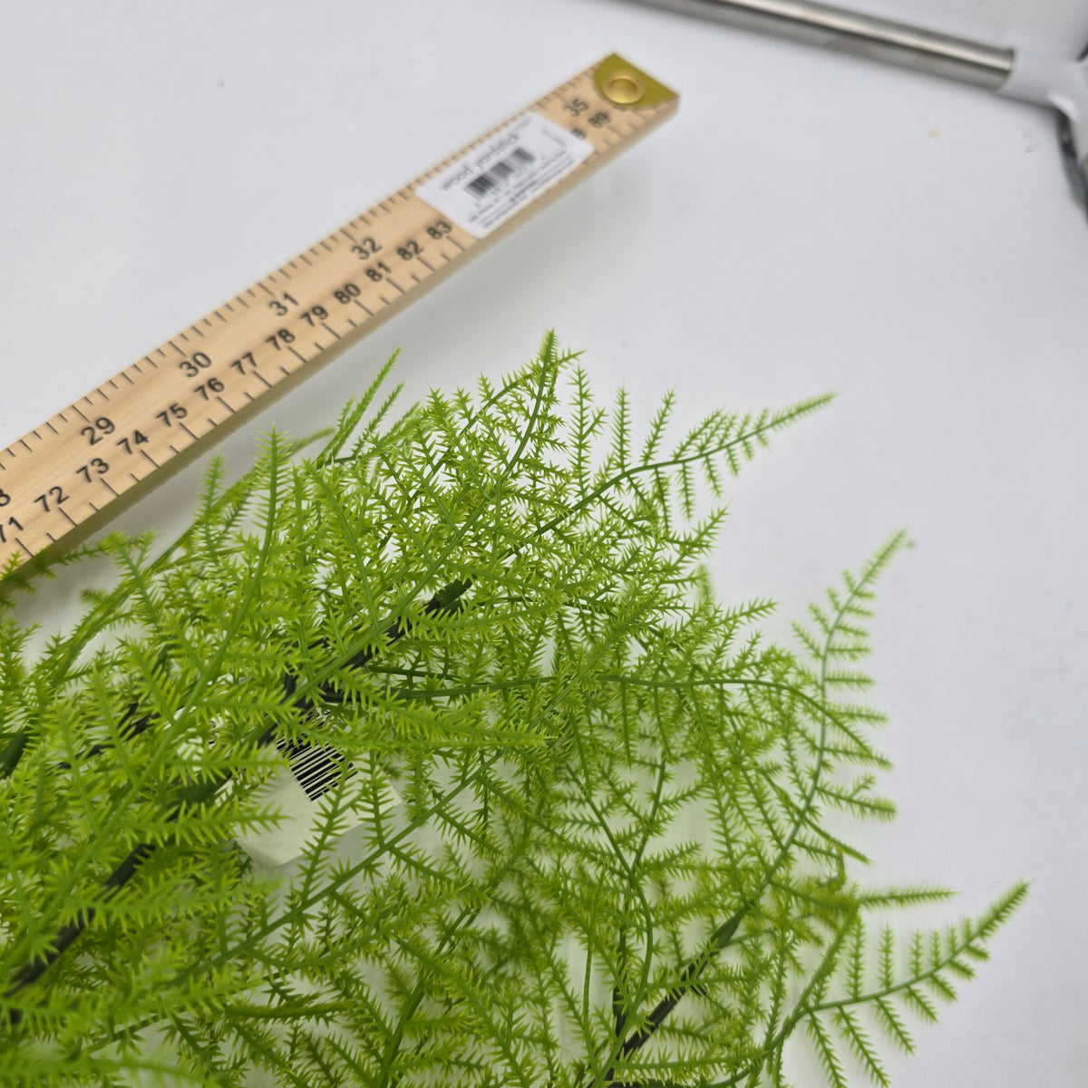 33&quot; Asparagus Fern--#pbf156