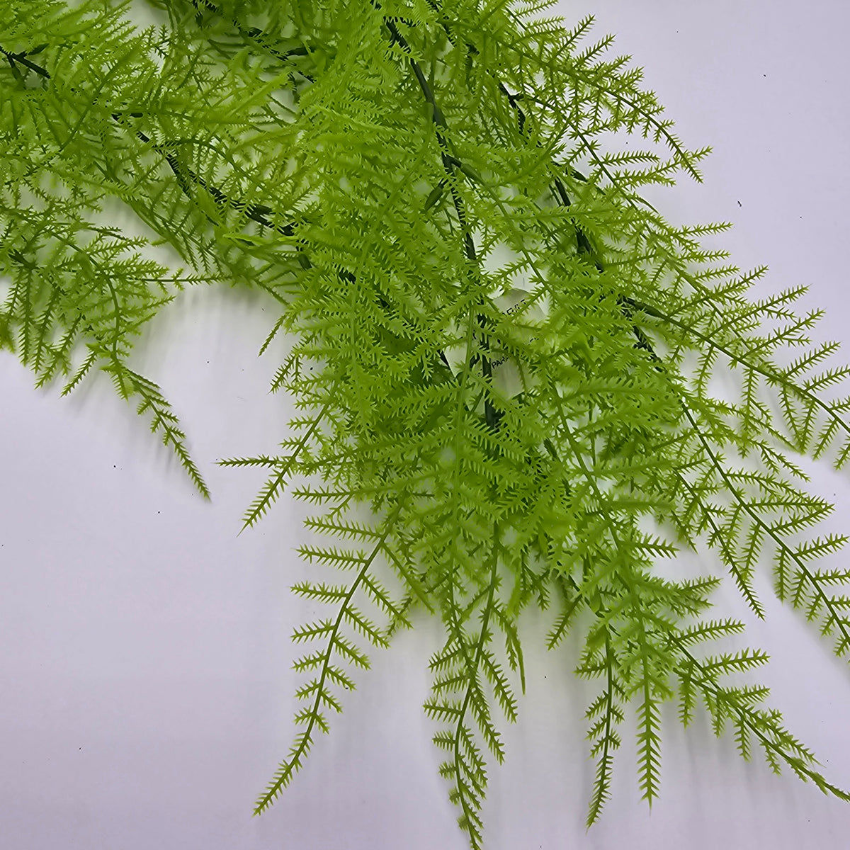 33&quot; Asparagus Fern--#pbf156