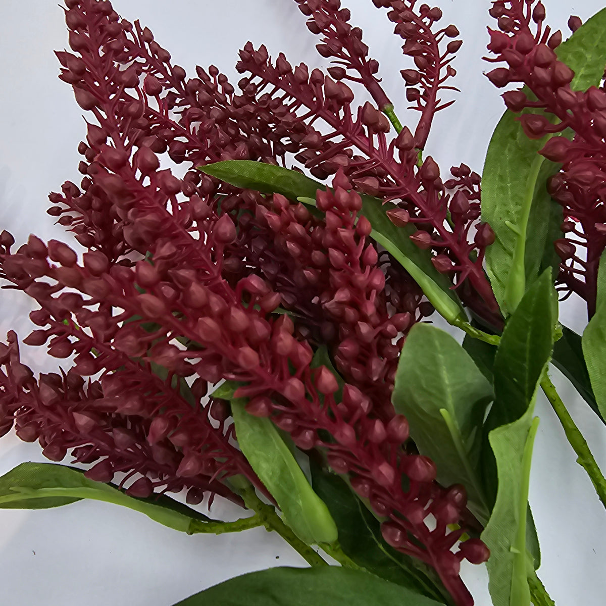 25&quot;PIERIS JAPONICA--#fsj991