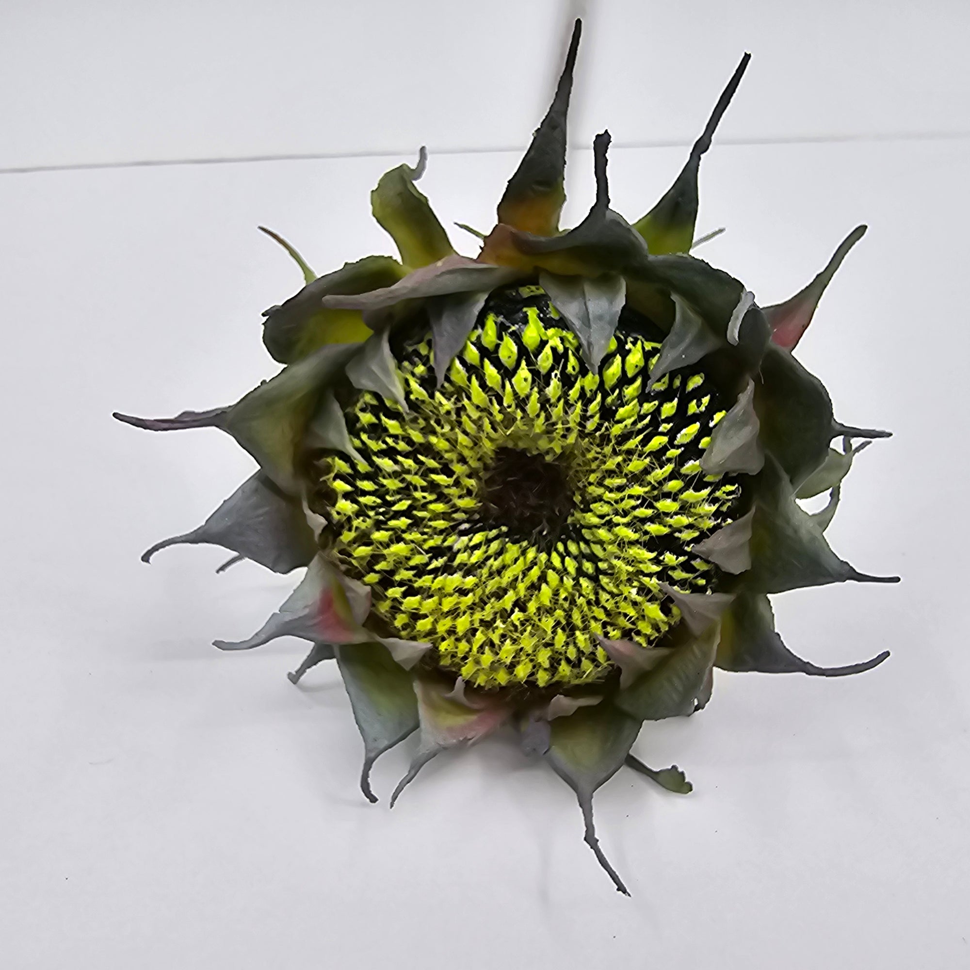 23" Sunflower Pod--#fss823