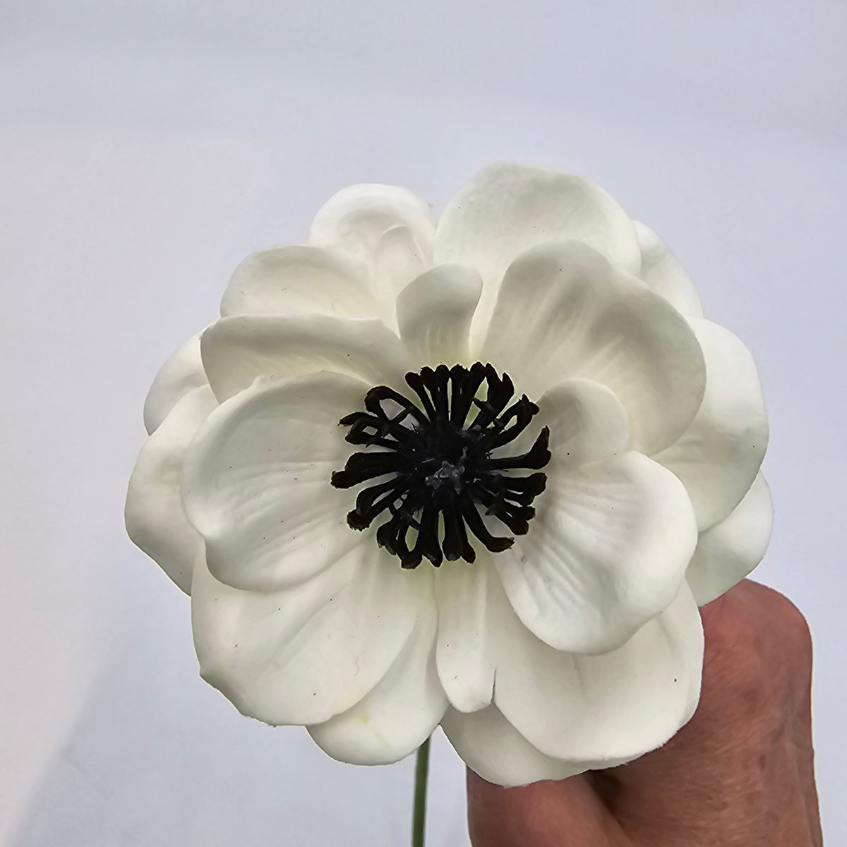 Real-touch Anemone--#fsa259