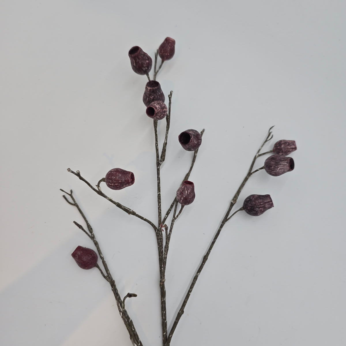 Eucalyptus Pod-34&quot; #fsp001