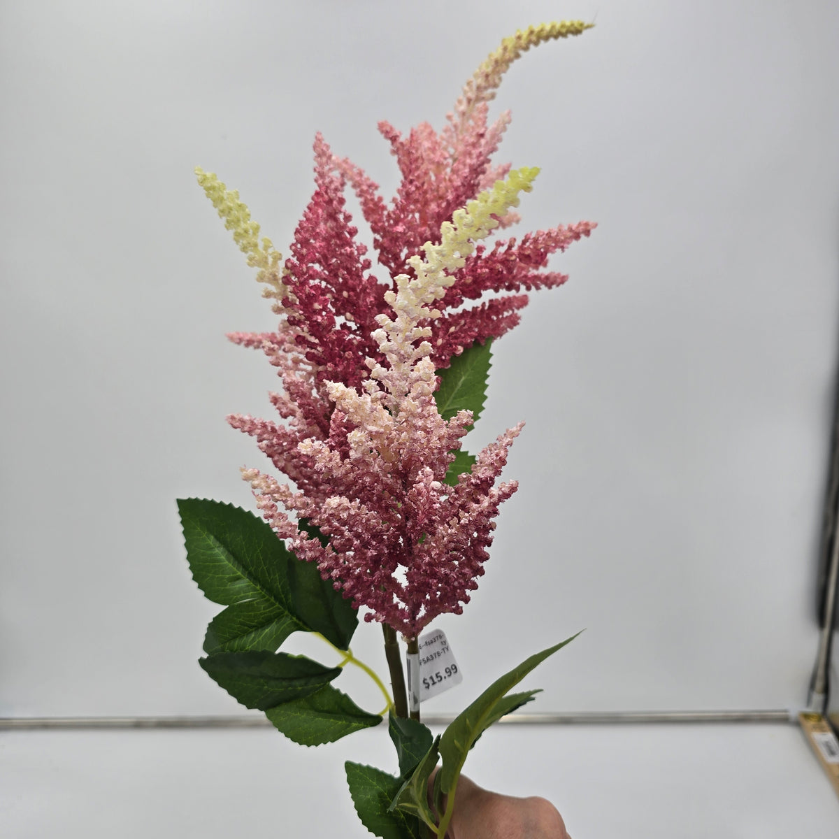 34&quot;ASTILBE--fsa378-ty