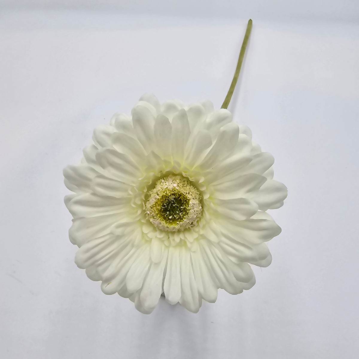 Gerbera Daisy--#gto455