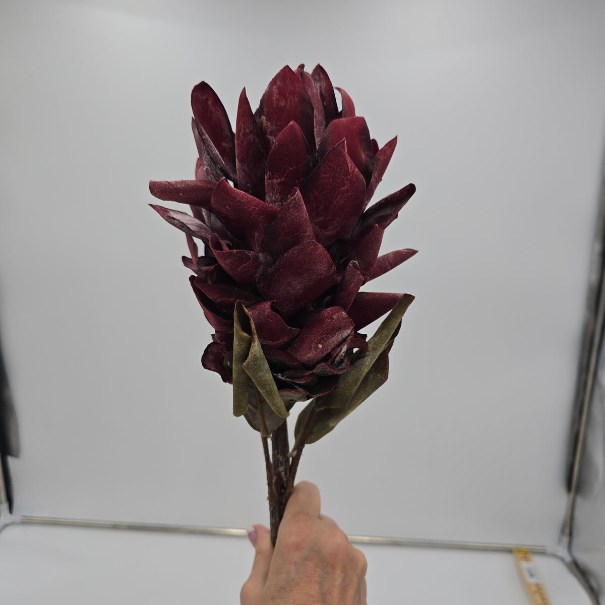 Red Hot Poker #fsp109