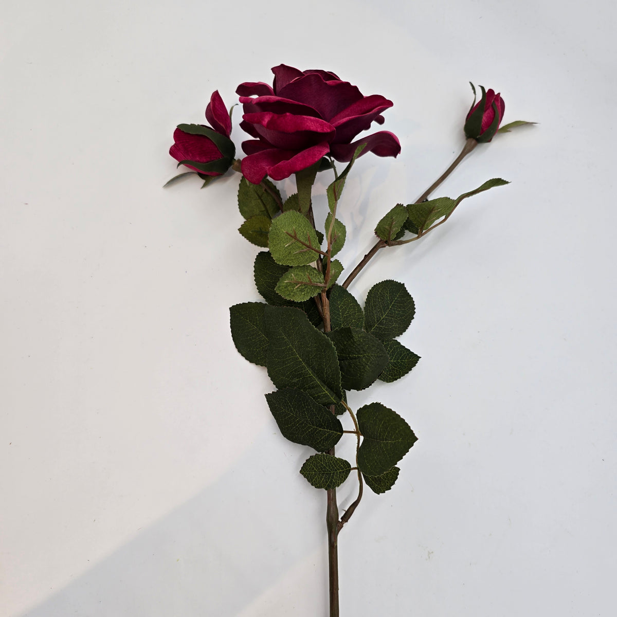 Velvet Rose--#gtr370