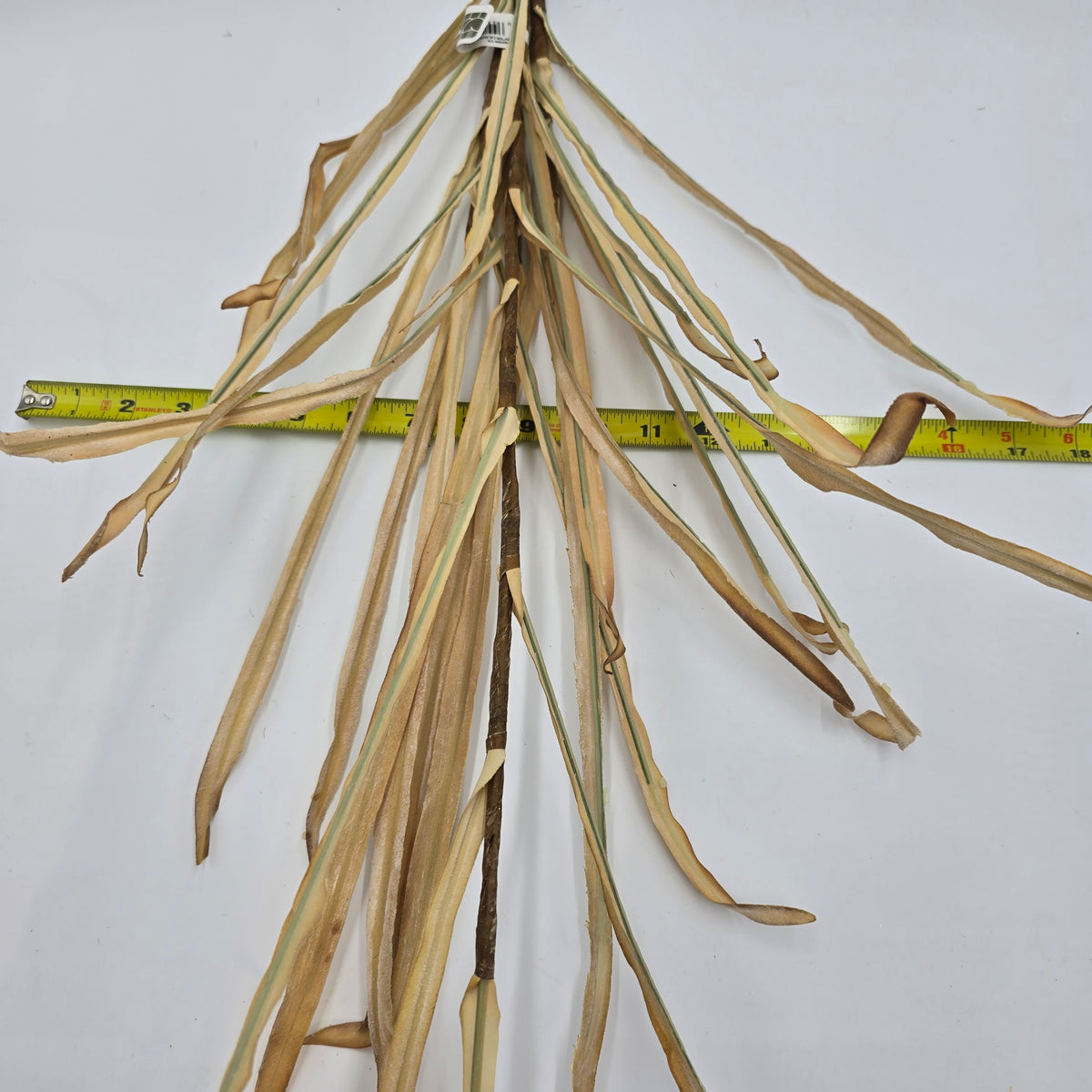 39&quot; Dried Corn/Foxtail Lf Bundle--#pbf880