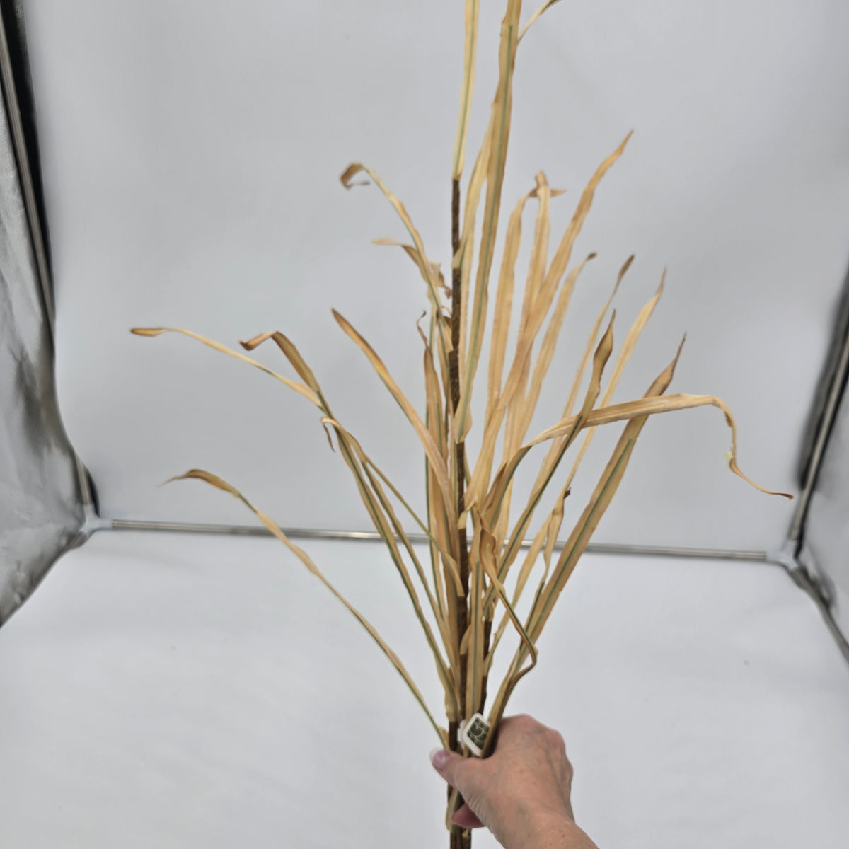 39&quot; Dried Corn/Foxtail Lf Bundle--#pbf880