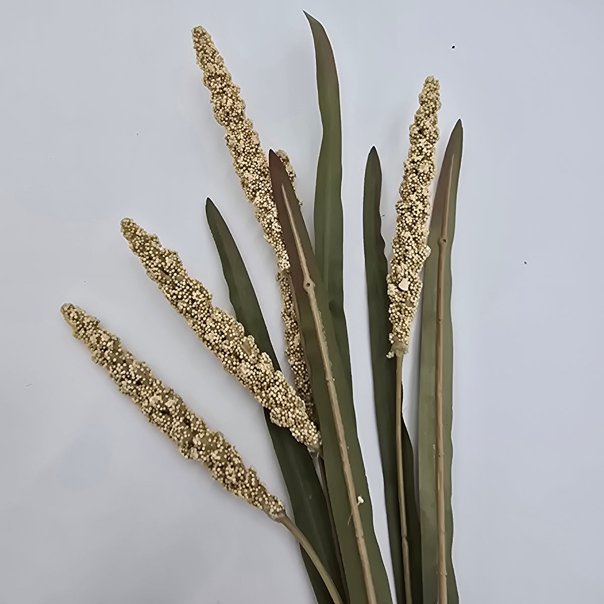 25&quot; Millet Spray--#psm122