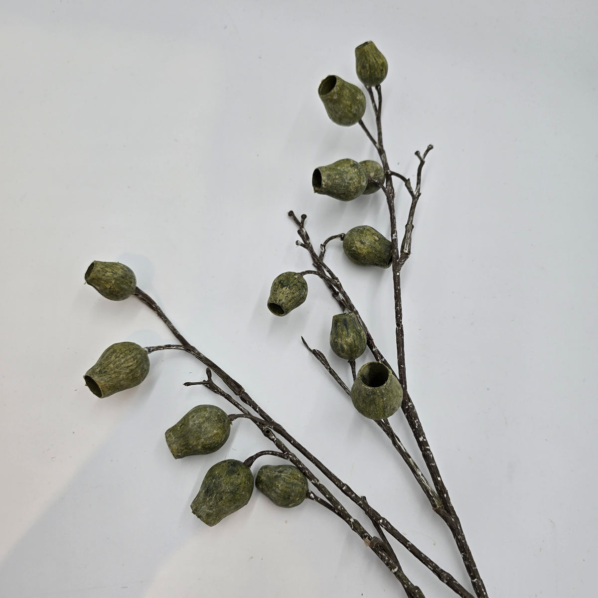 Eucalyptus Pod-34&quot; #fsp001