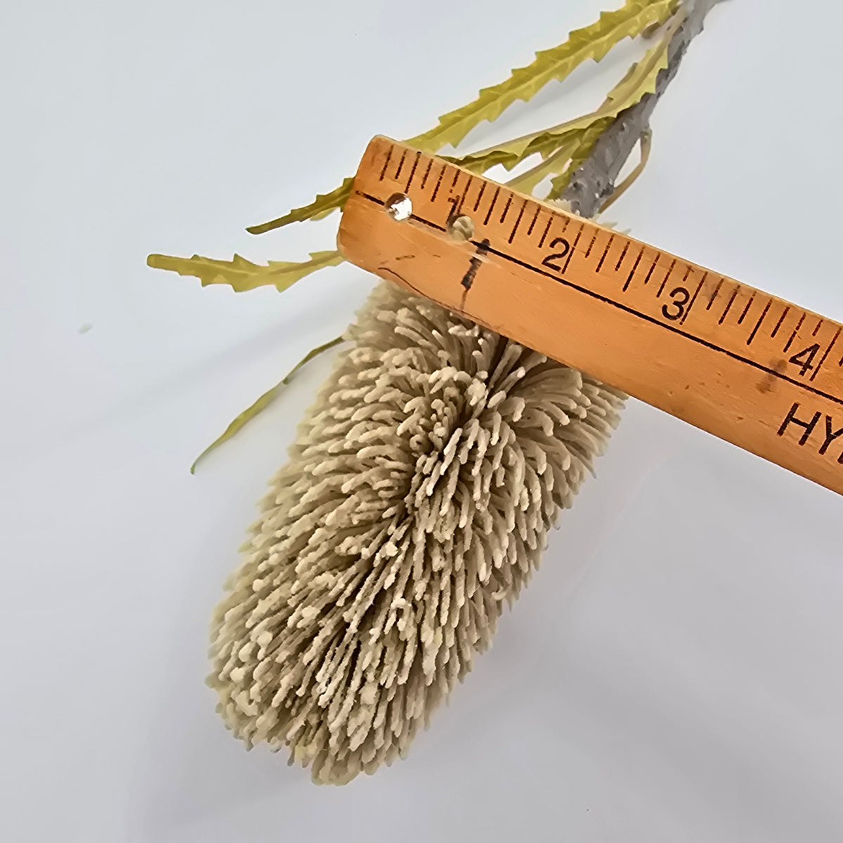 28&quot; Protea--#fsp679