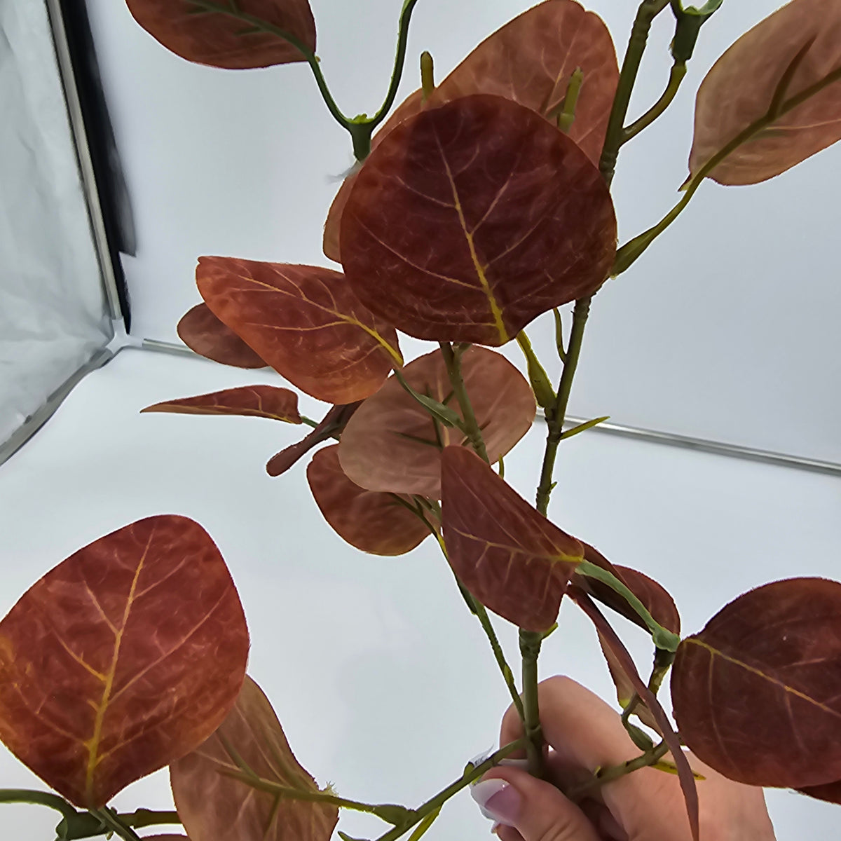 25&quot; Smoketree Lf--#pss821