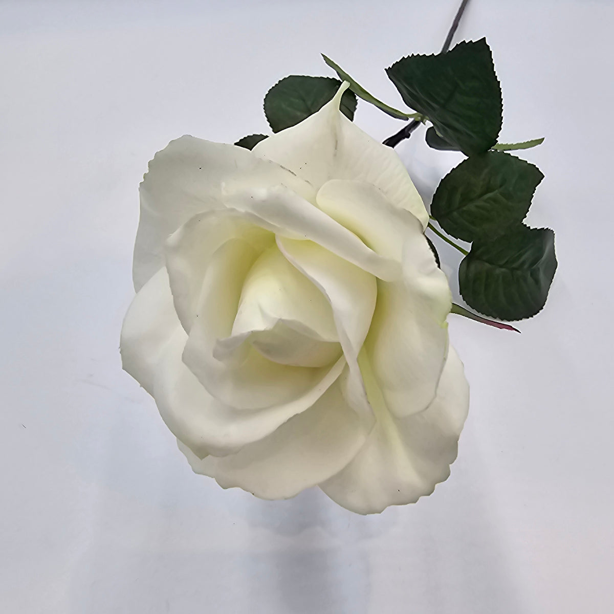 27&quot;RT CAROLINE ROSE--gtr284