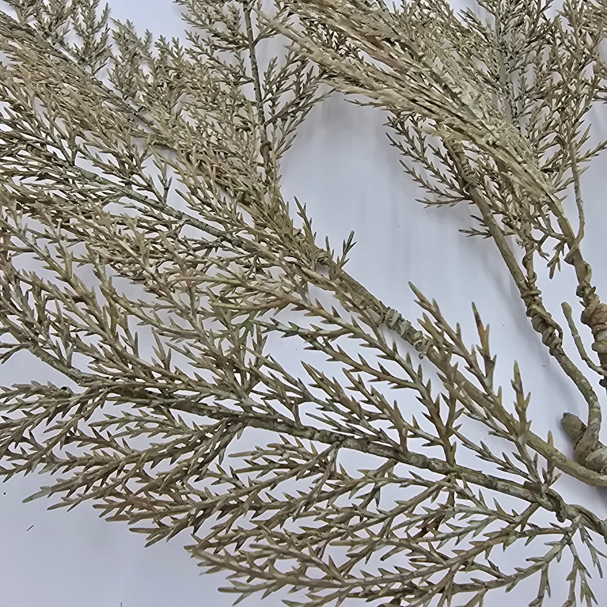 29&quot; Cedar Spray--#psc546