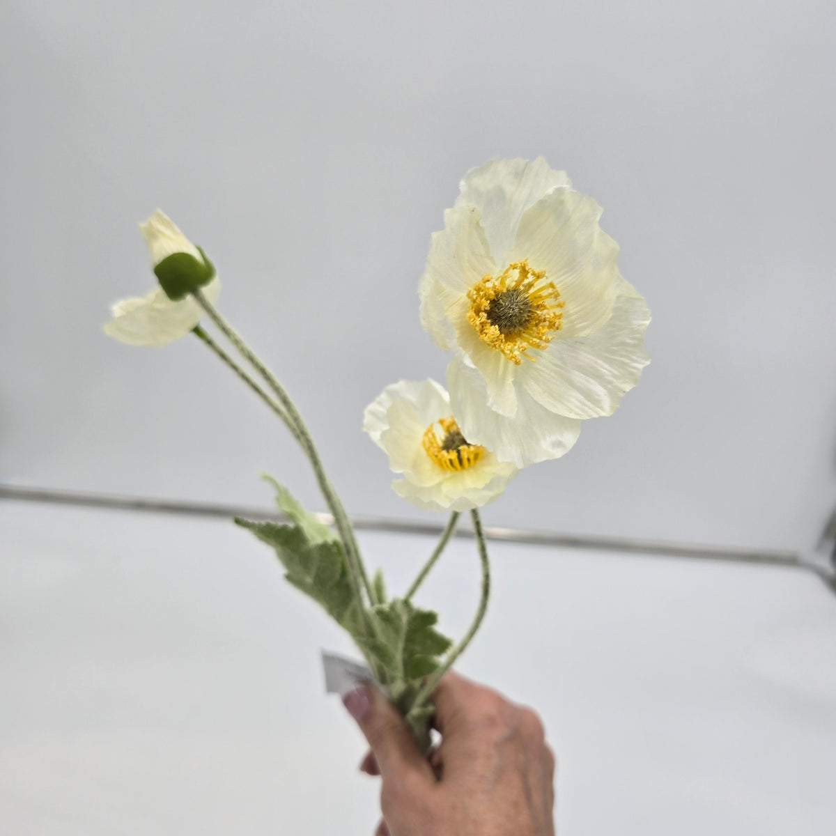 23.6&quot;POPPY--#fsp304-fl