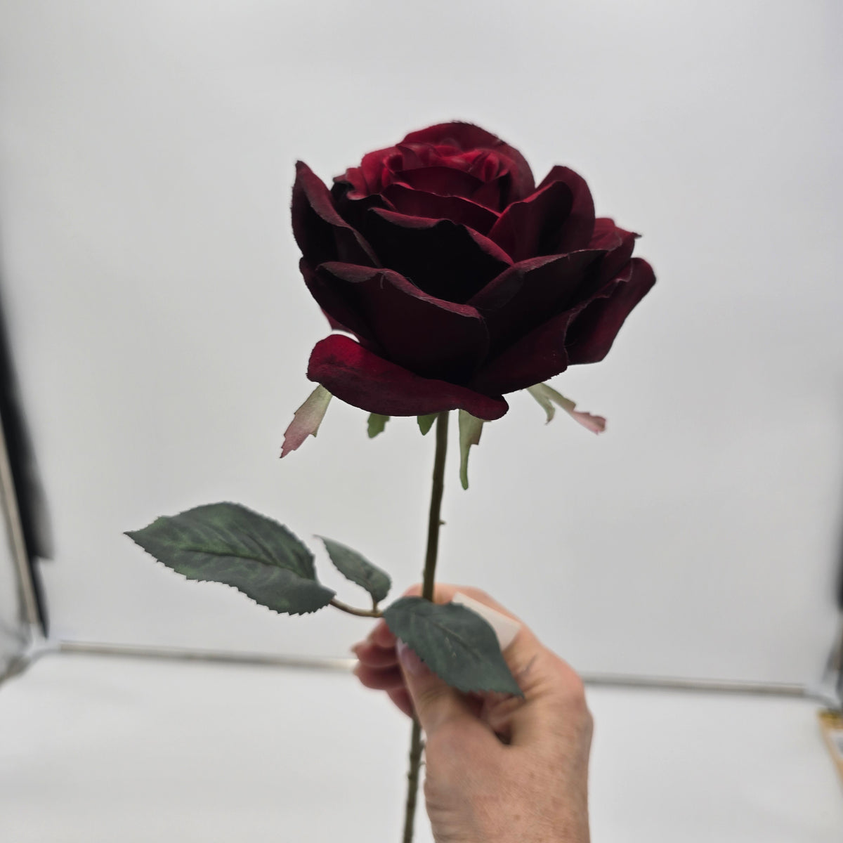 Open Bella Rose--#fsr126