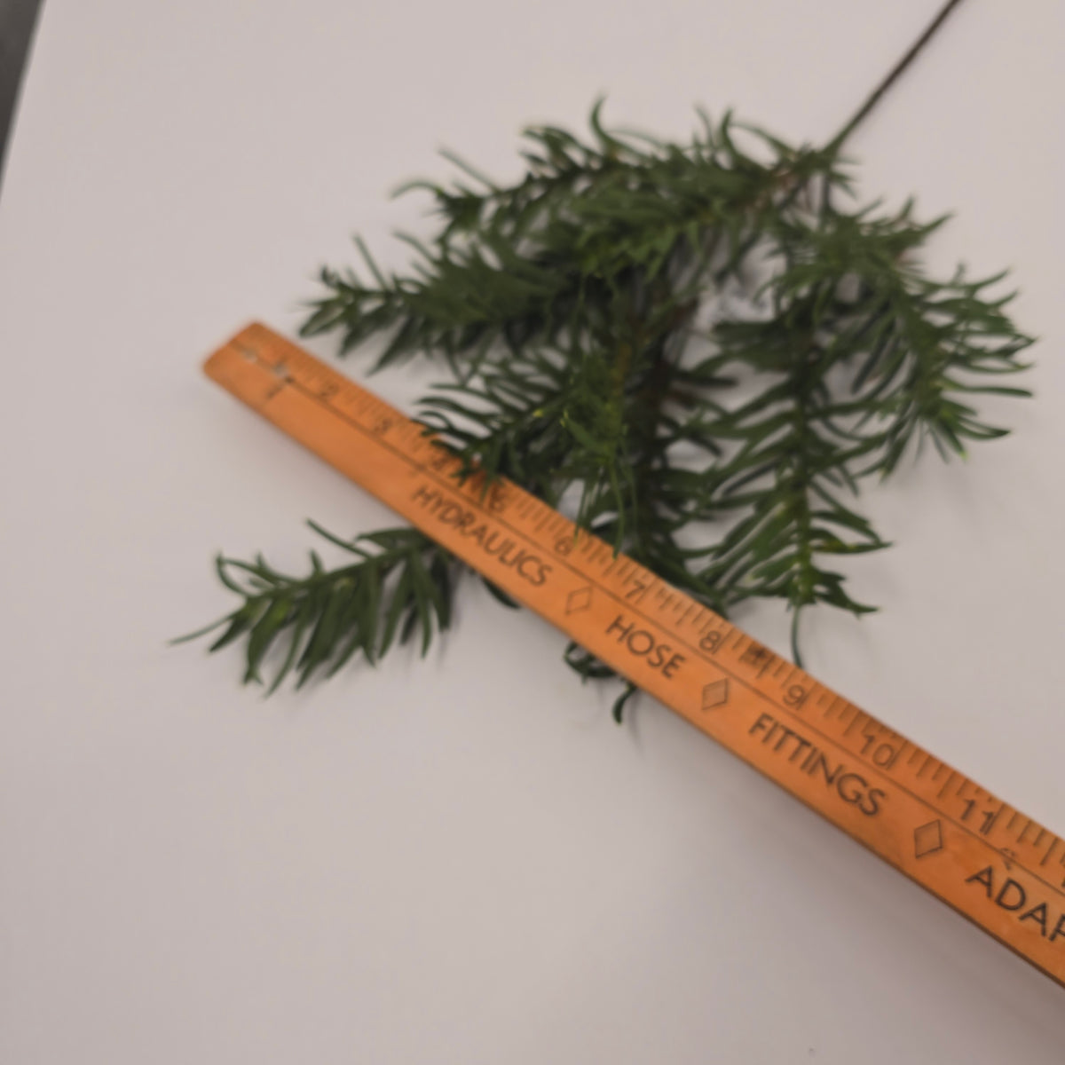 17&quot; WILD JUNIPER-#ysa202