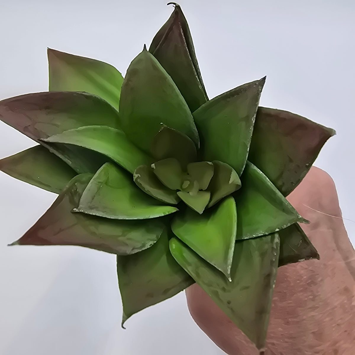 6H ECHEVERIA--CE0063