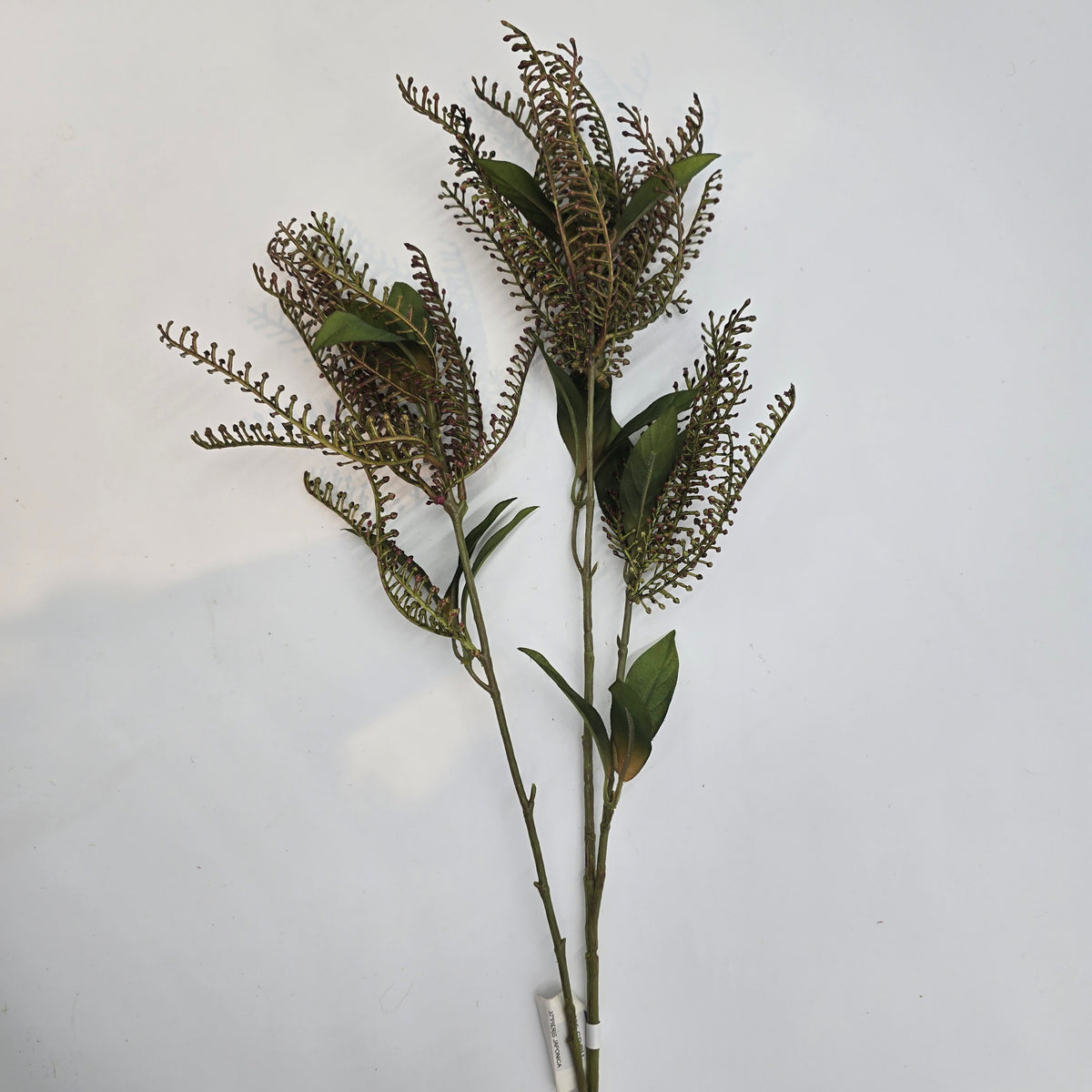 37&quot;PIERIS JAPONICA--#fsj535