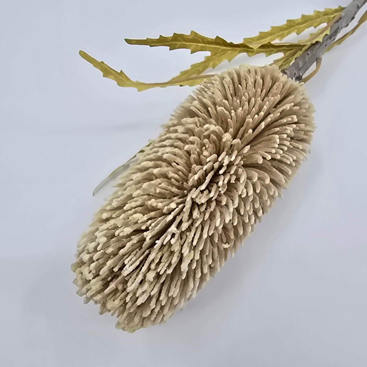 28&quot; Protea--#fsp679