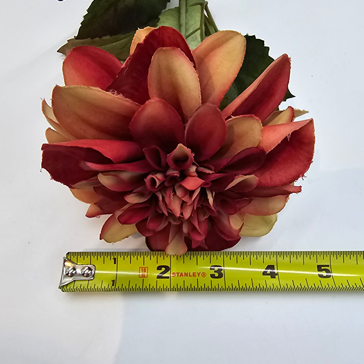 Dahlia--#win101
