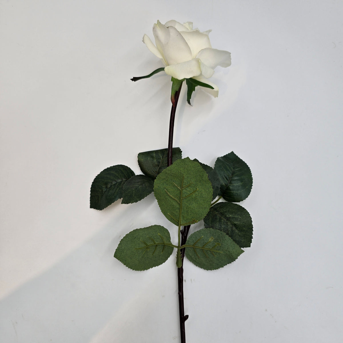 27&quot;RT CAROLINE ROSE--gtr284