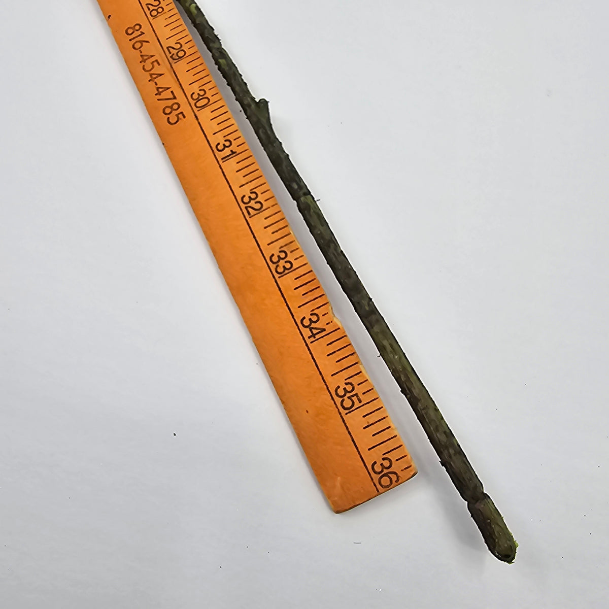 37&quot; Butterfly/Moth Spray-#fsb269