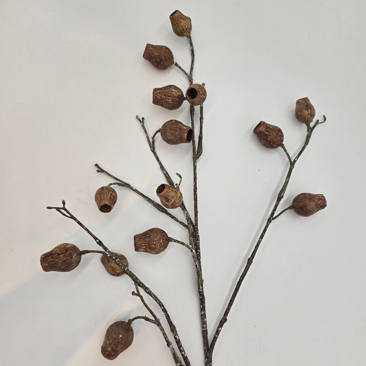 Eucalyptus Pod-34&quot; #fsp001