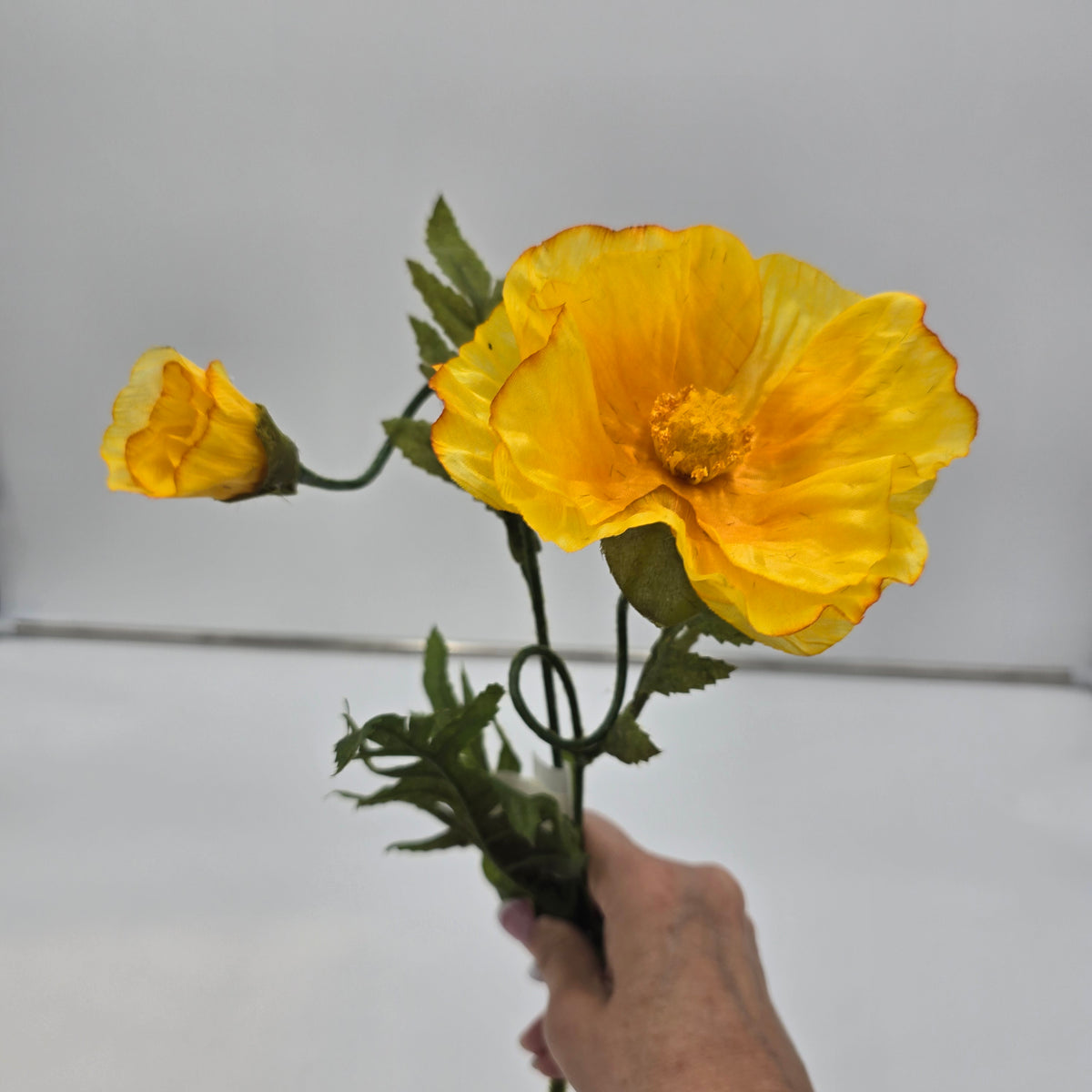 28&quot;POPPY--gtp103