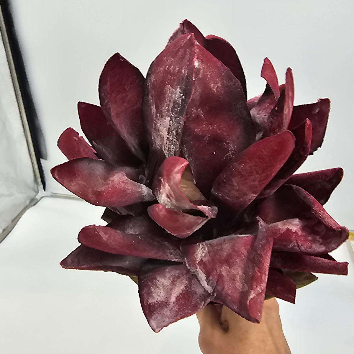 Red Hot Poker #fsp109