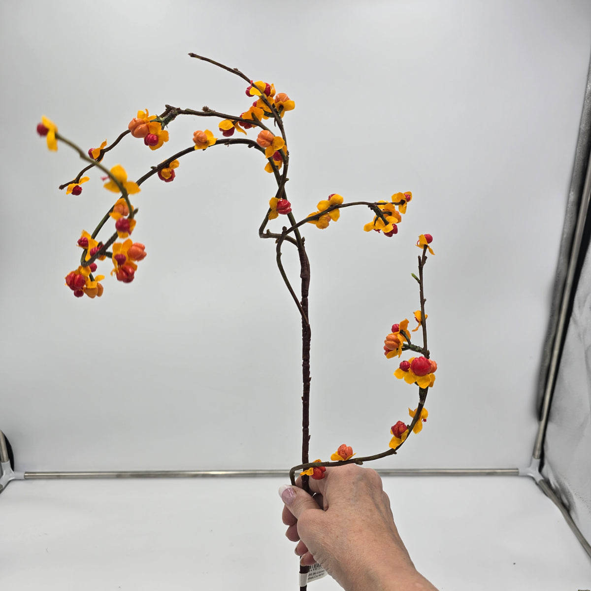 37&quot; Bittersweet Spray--#fsb684