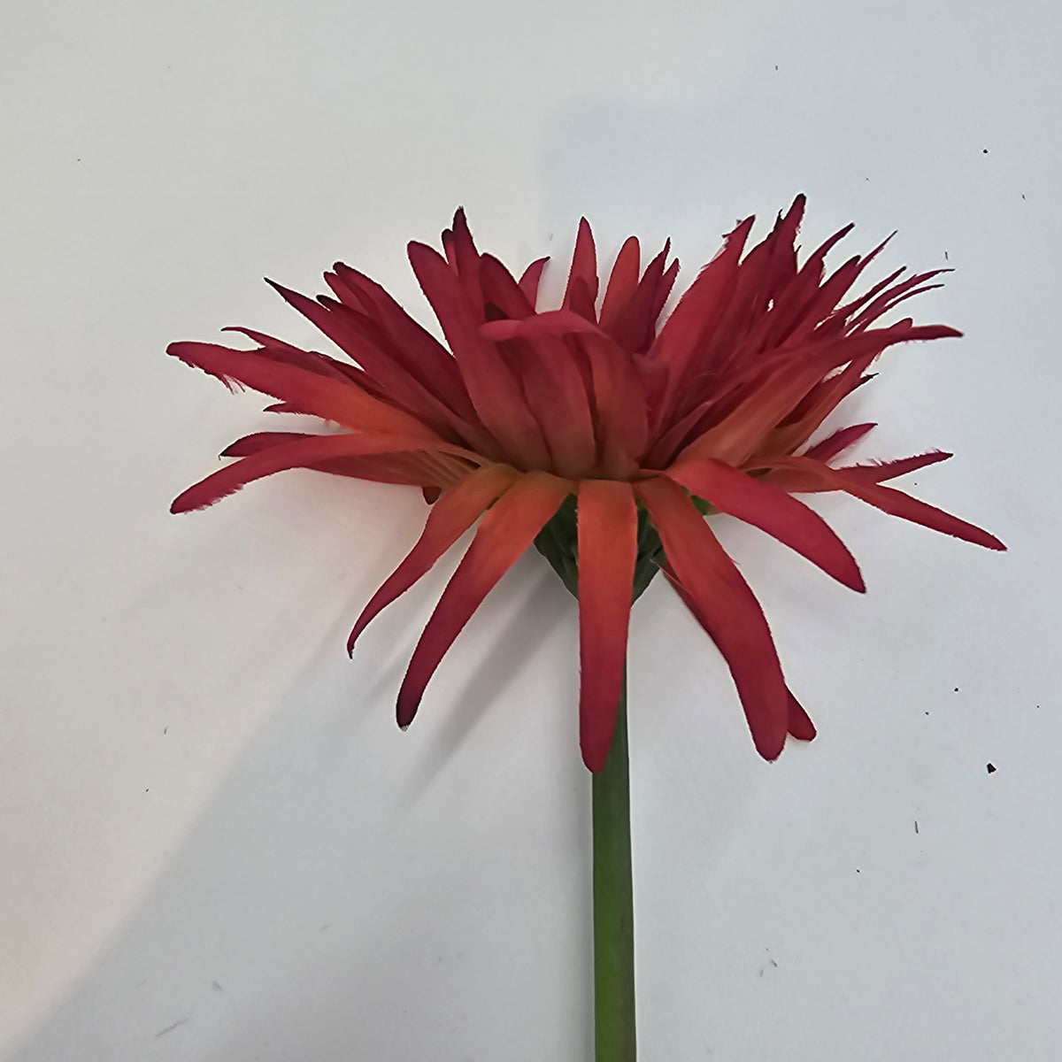 Gerbera--#gsb005
