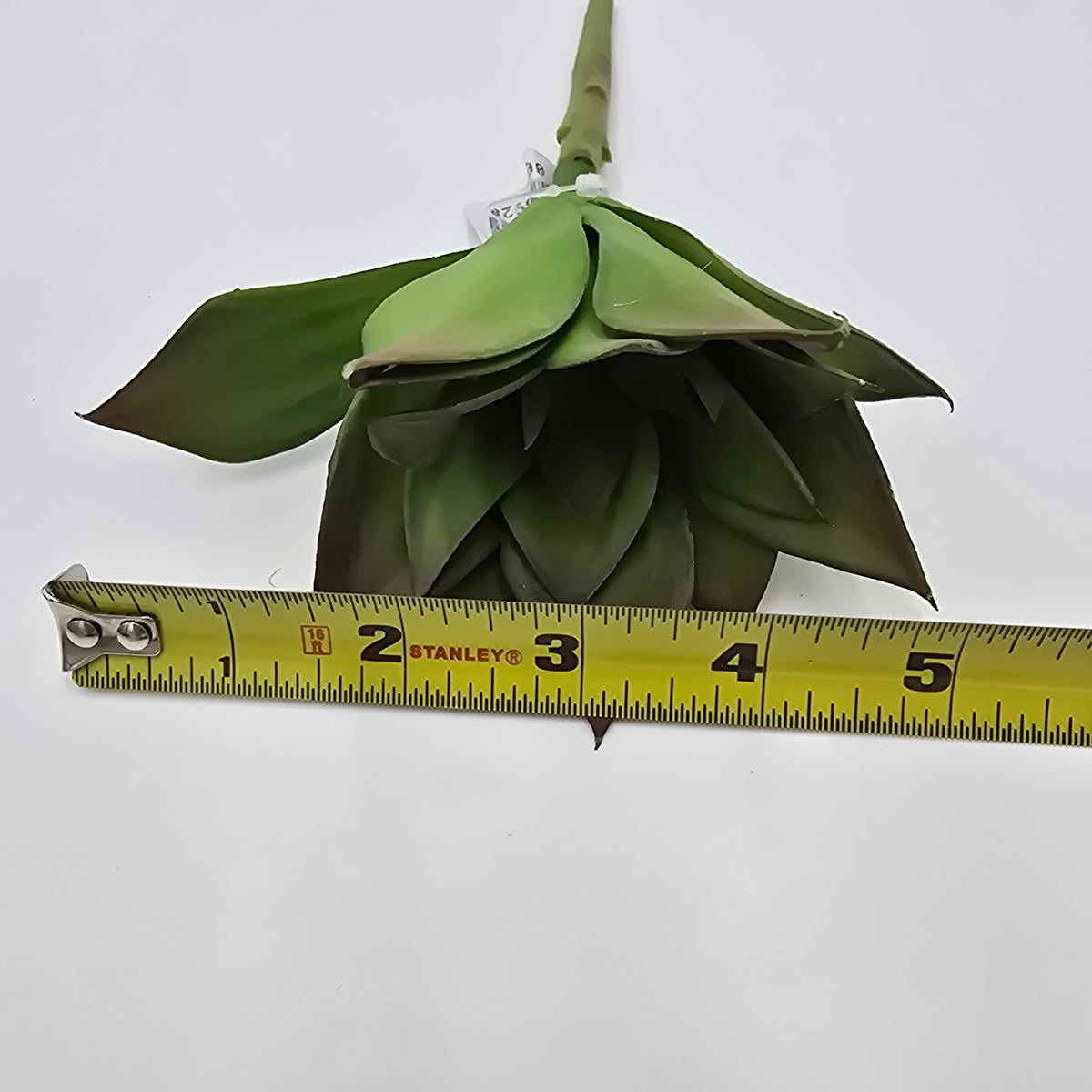 6H ECHEVERIA--CE0063