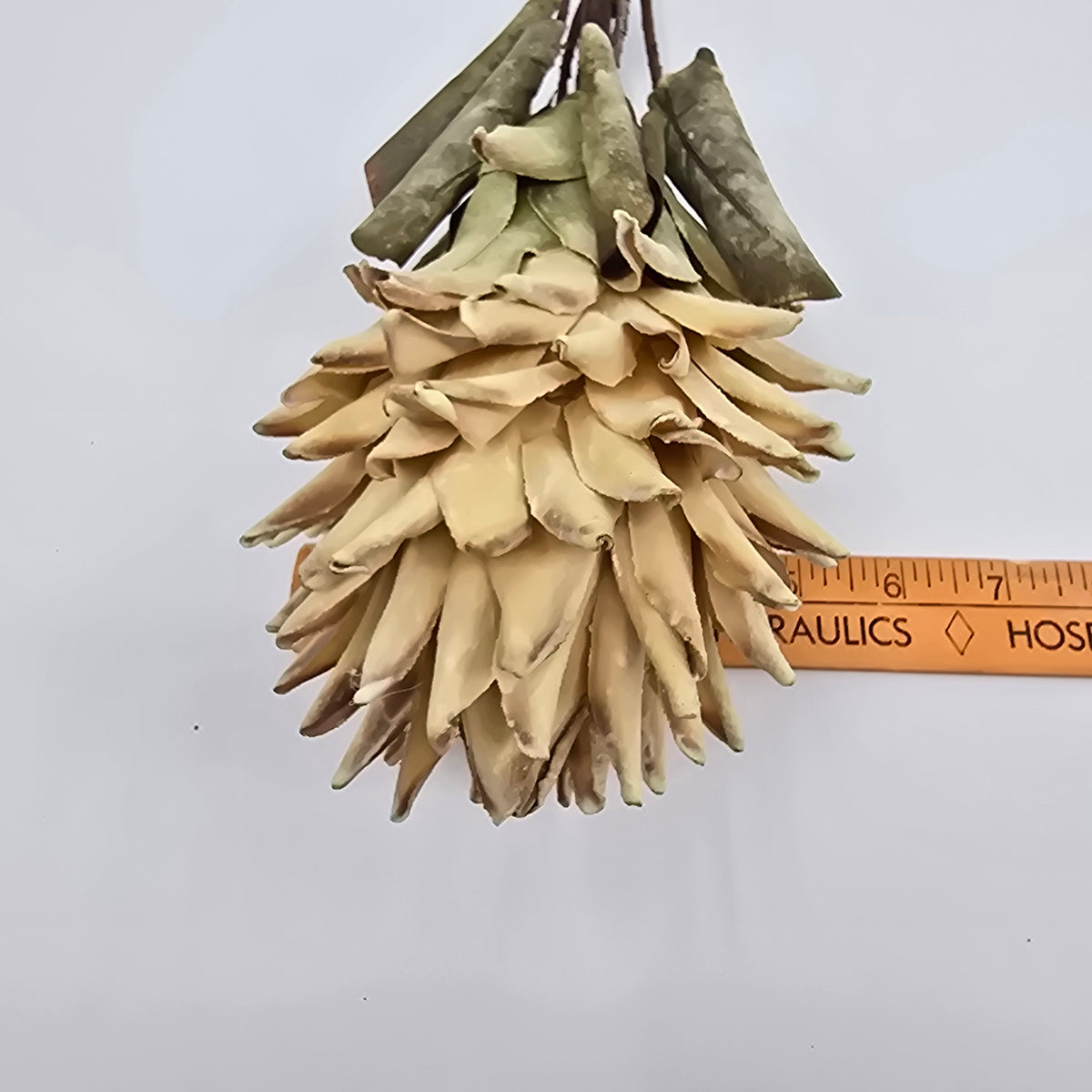 30&quot; Red Hot Poker #fsp108