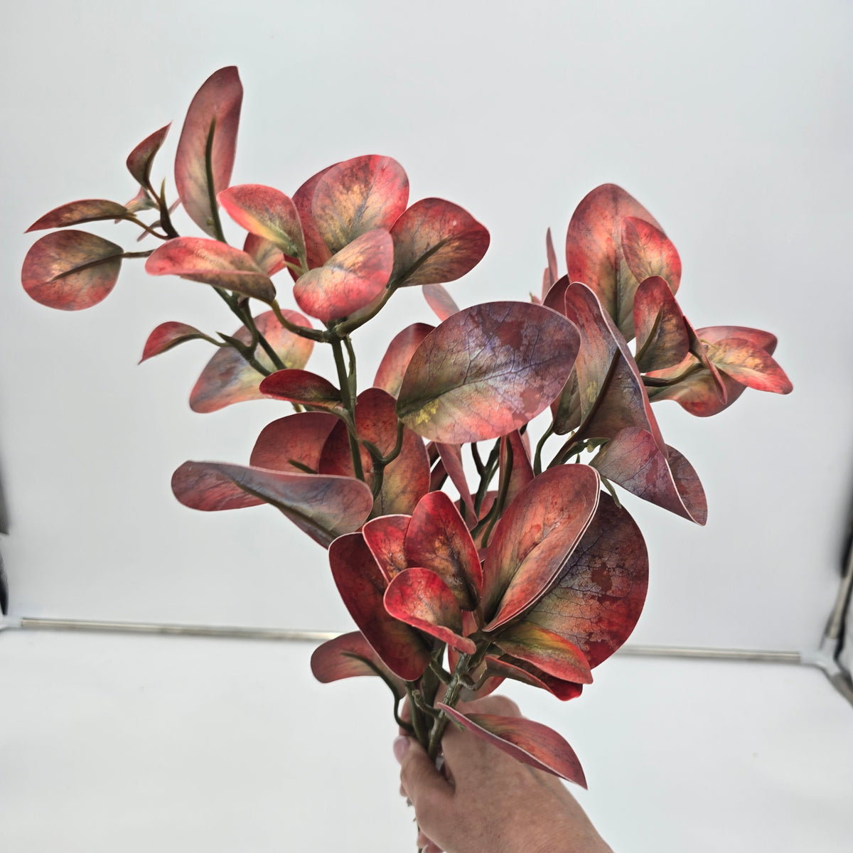 Peperomia-23.5" #psp857