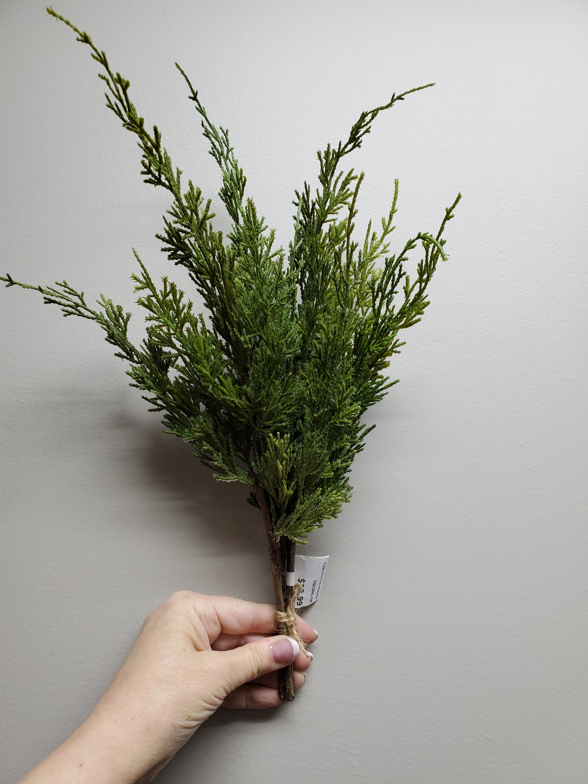 16&quot; Cypress Pick Bundle