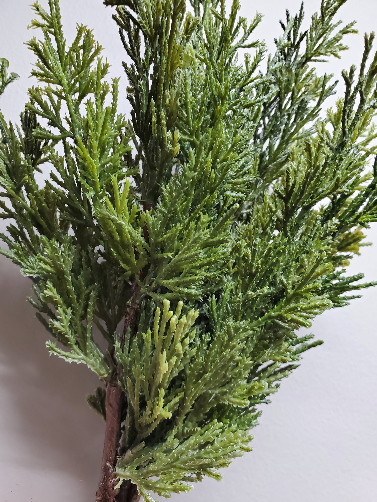 16&quot; Cypress Pick Bundle