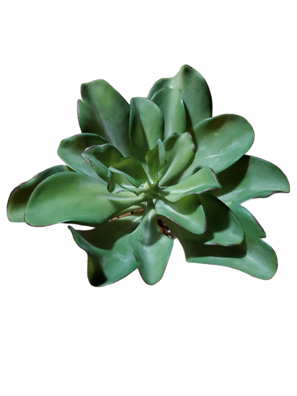 Kalanchoe Succulent--7&quot; (LG)