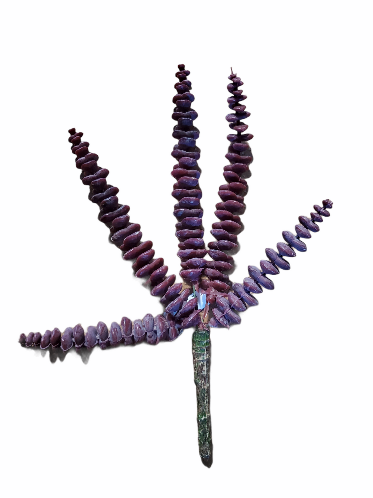 10&quot; Donkey Tail--#ckd882