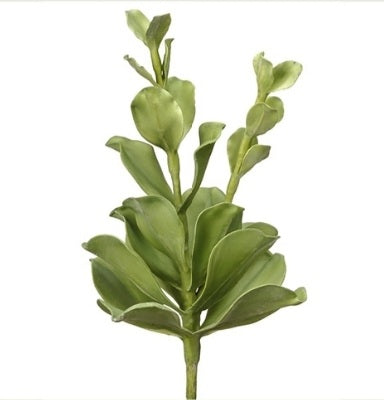 Echeveria--15&quot; succulent ce0020-gr