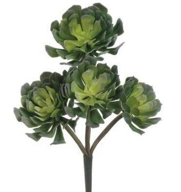 Echeveria--13&quot; Succulent (TALL)