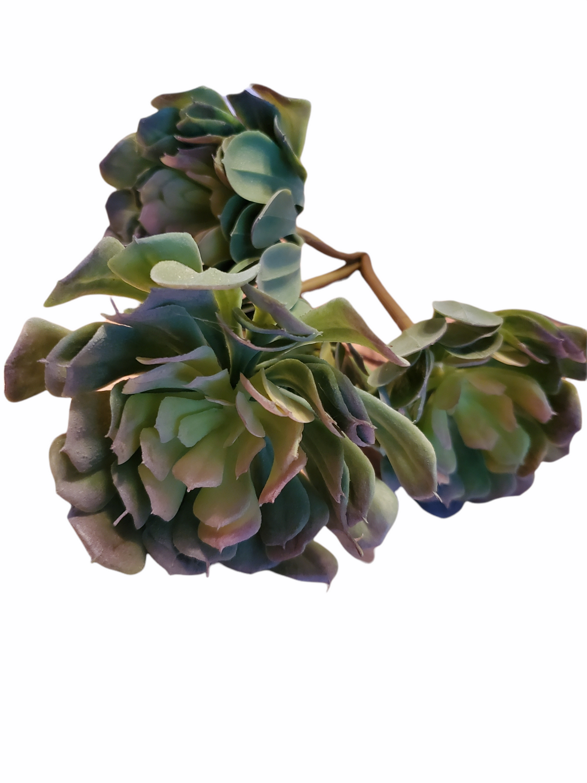 Echeveria--13&quot; Succulent (TALL)