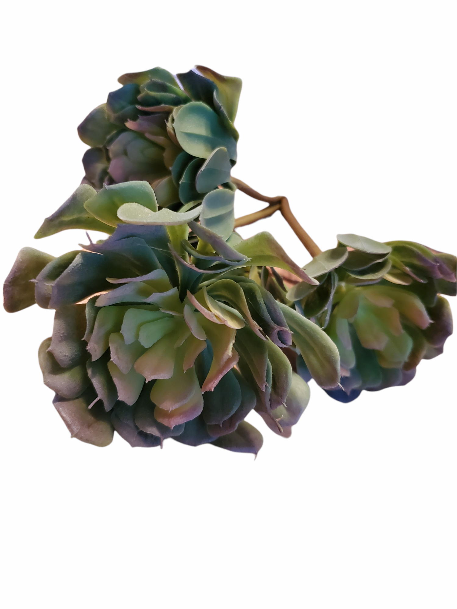 succulent echeveria tall Echeveria--13" Succulent (TALL)