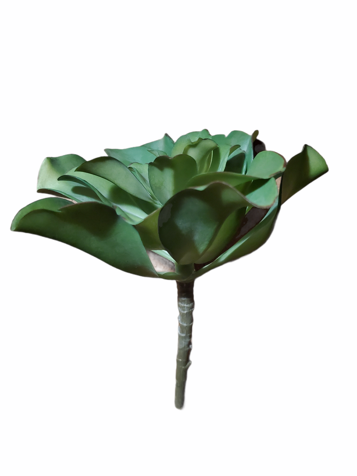 Kalanchoe Succulent--7&quot; (LG)